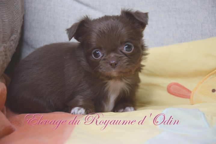 Du Royaume D'odin - Chiot disponible  - Chihuahua