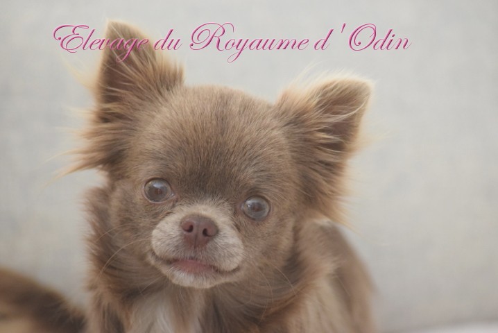 Neith Du Royaume D'odin