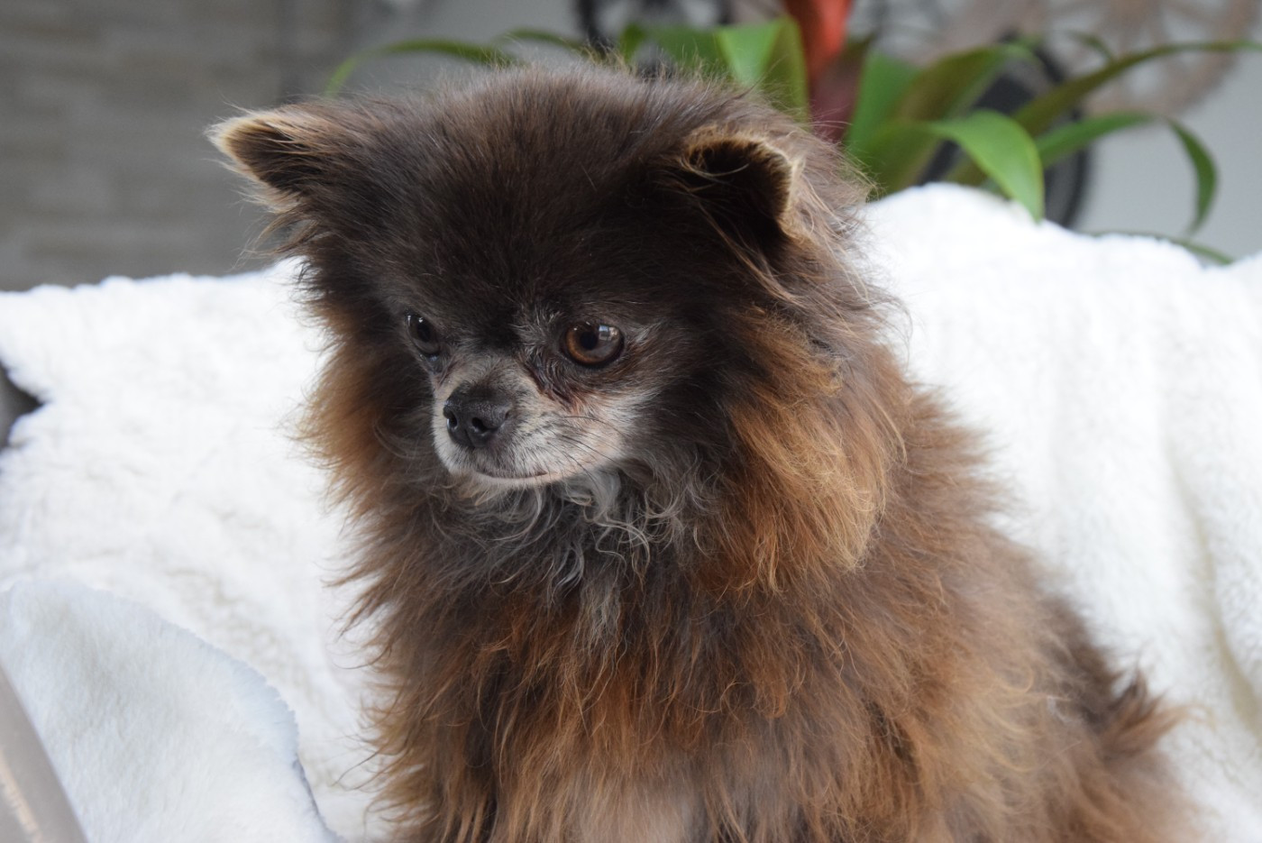 rafna goud du royaume des poids plumes