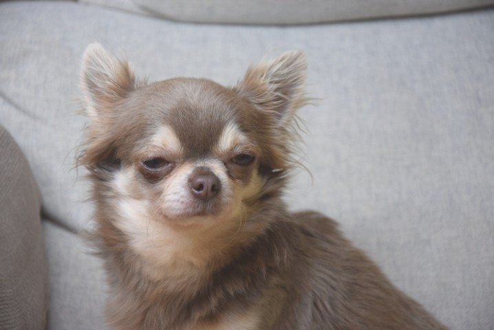 reverentia Du Royaume D'odin