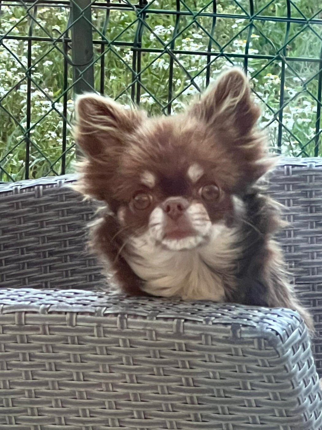 Rama Du Royaume D'odin