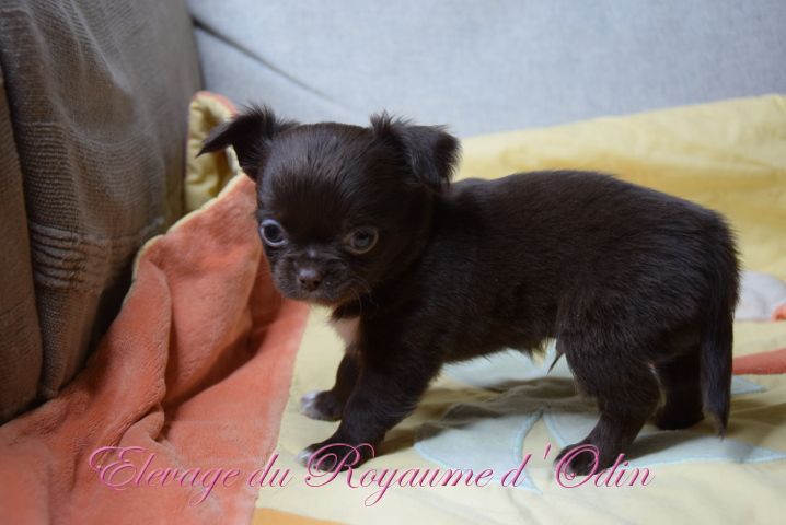 Du Royaume D'odin - Chiots disponibles - Chihuahua