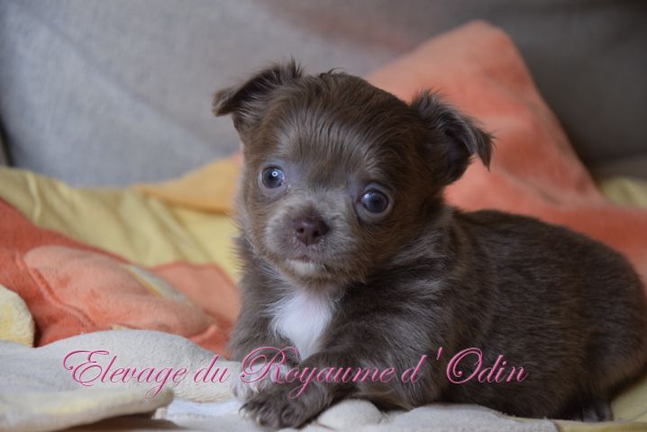 Du Royaume D'odin - Chiots disponibles - Chihuahua